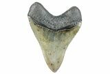Serrated, Fossil Megalodon Tooth - North Carolina #272404-1